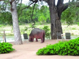 Hippo in the Drawing Room